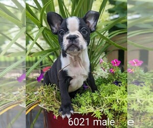 Faux Frenchbo Bulldog Puppy for sale in CLARE, IL, USA