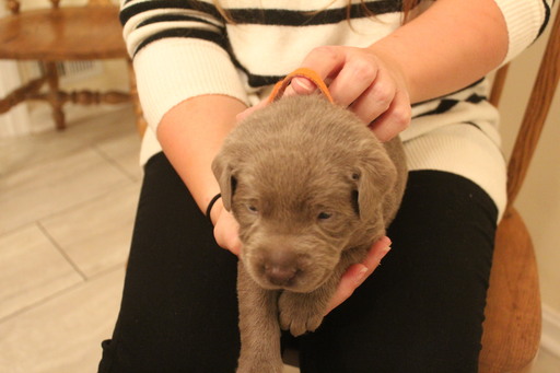 Medium Photo #5 Labrador Retriever Puppy For Sale in MANASSAS, VA, USA