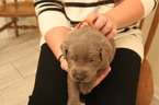 Small Photo #5 Labrador Retriever Puppy For Sale in MANASSAS, VA, USA