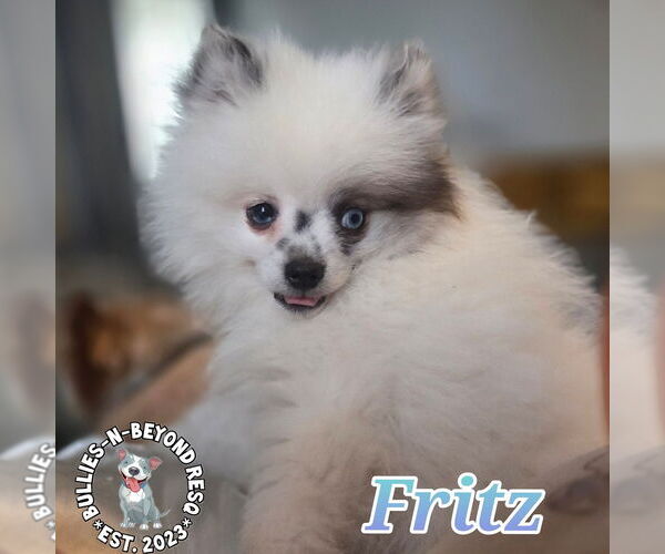 Medium Photo #1 Pomeranian Puppy For Sale in Omaha, NE, USA