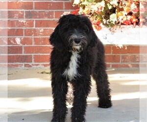 Sheepadoodle Puppy for sale in GROVESPRING, MO, USA