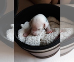 Small Photo #8 Dalmatian Puppy For Sale in ROGERS, MN, USA