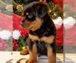 Small Photo #4 Rottweiler Puppy For Sale in PINE GROVE, PA, USA