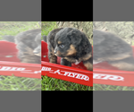 Small #1 Pomapoo (Toy)