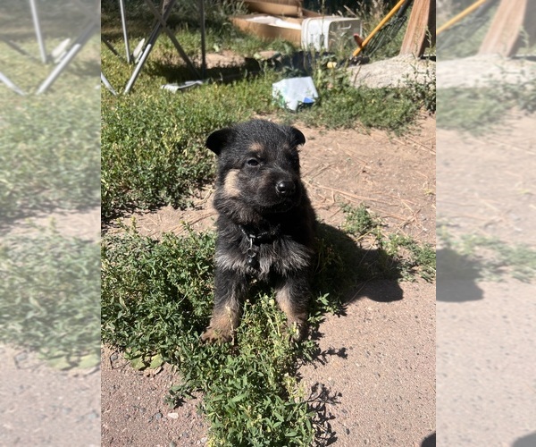 Medium Photo #5 German Shepherd Dog Puppy For Sale in FRUITLAND, WA, USA