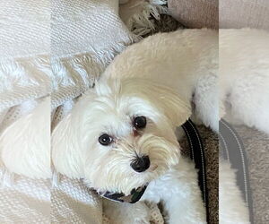Maltese Dogs for adoption in Westmont, IL, USA