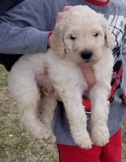 Goldendoodle Puppy for sale in PFLUGERVILLE, TX, USA