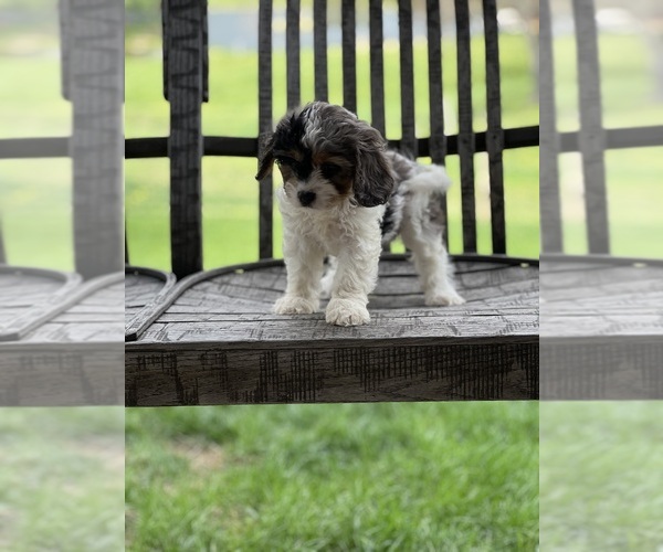 Medium Photo #1 Cavapoo (Miniature) Puppy For Sale in DUNDEE, OH, USA