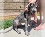 Small #25 Great Dane