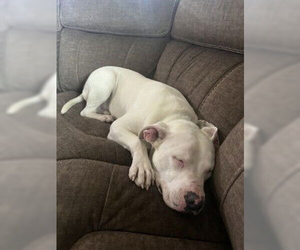 Medium Photo #1 American Pit Bull Terrier Puppy For Sale in San Antonio, TX, USA