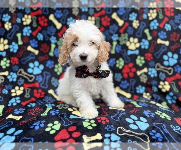 Medium Photo #5 Cock-A-Poo Puppy For Sale in LAKELAND, FL, USA