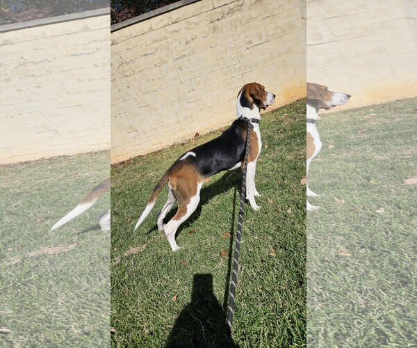 Medium Photo #2 Beagle Puppy For Sale in Thomasville, NC, USA