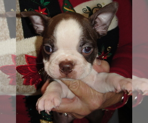 Boston Terrier Puppy for Sale in BEND, Oregon USA