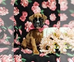 Small Photo #3 Boxer Puppy For Sale in QUARRYVILLE, PA, USA