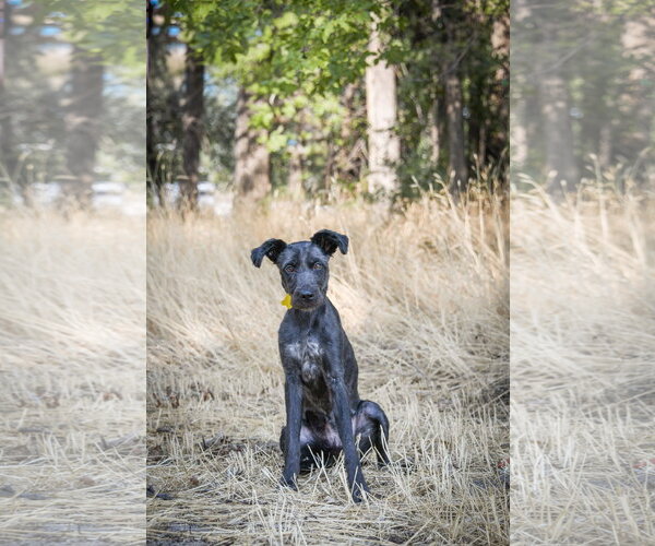 Medium Photo #3 Mutt Puppy For Sale in Sandy, UT, USA