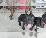 Small Photo #7 Cane Corso Puppy For Sale in SAN BERNARDINO, CA, USA