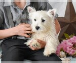 Puppy Sandy West Highland White Terrier