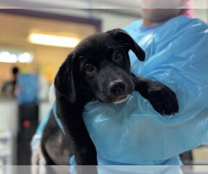 Medium Labrador Retriever