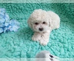 Small Photo #2 Zuchon Puppy For Sale in LAUREL, MS, USA
