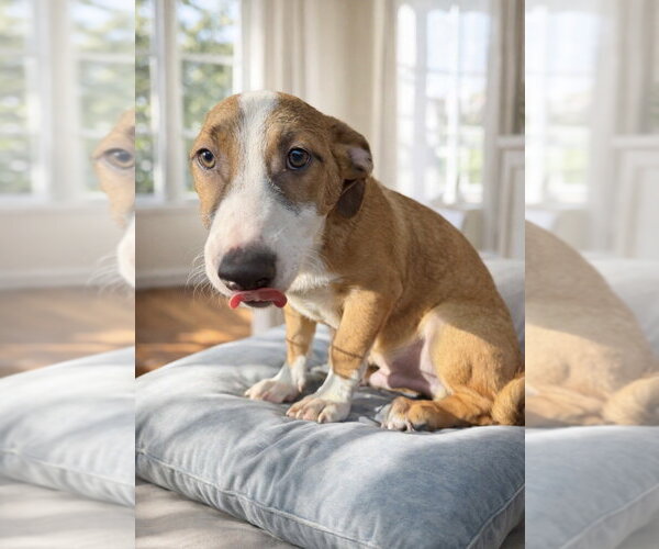 Medium Photo #6 Labrador Retriever Puppy For Sale in San Diego, CA, USA