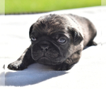 Small Photo #4 Pug Puppy For Sale in PALM COAST, FL, USA