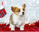 Small Photo #29 Cardigan Welsh Corgi Puppy For Sale in WAKARUSA, IN, USA