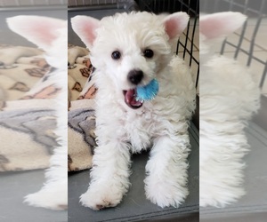 Chinese Crested-Poodle (Toy) Mix Puppy for sale in PORTSMOUTH, OH, USA