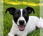 Small Labrador Retriever Mix