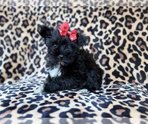 Medium Photo #7 Schnauzer (Miniature) Puppy For Sale in LAKELAND, FL, USA