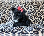 Zelda - Female Schnauzer (Miniature) Puppy for Sale - Photo #7