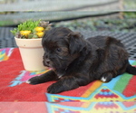 Small Photo #5 Shiranian Puppy For Sale in GREENWOOD, WI, USA