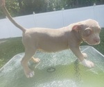 Small #5 American Bully