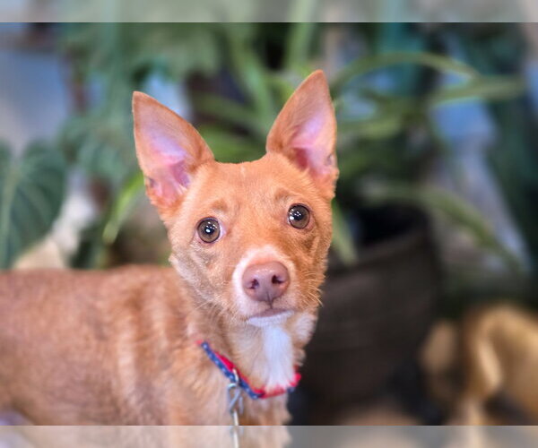 Medium Photo #15 Chihuahua Puppy For Sale in Sandy, UT, USA