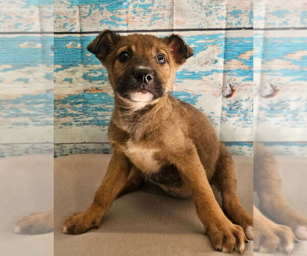 Medium Photo #1 German Shepherd Dog-Unknown Mix Puppy For Sale in Lakewood, CO, USA