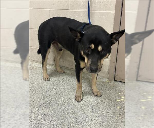 Medium Photo #1 German Shepherd Dog-Unknown Mix Puppy For Sale in Conroe, TX, USA