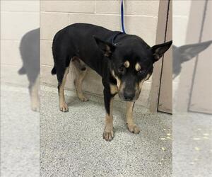 German Shepherd Dog-Unknown Mix Dogs for adoption in Conroe, TX, USA