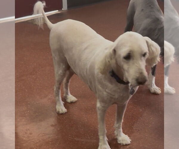 Medium Photo #2 Poodle (Standard)-Unknown Mix Puppy For Sale in Chico, CA, USA