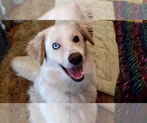Great Pyrenees-Huskies  Mix Dogs for adoption in Bountiful, UT, USA