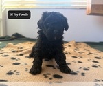 Small #2 Poodle (Toy)