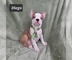 Small Photo #11 Faux Frenchbo Bulldog Puppy For Sale in MINERAL WELLS, WV, USA
