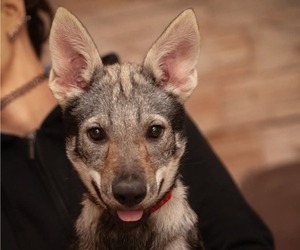 Czech Wolfdog Puppy for Sale in Stara Pazova, Vojvodina Serbia