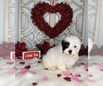 Small Photo #6 YorkiePoo Puppy For Sale in MORRIS CHAPEL, TN, USA