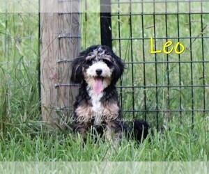 Father of the Cavapoo-Miniature Bernedoodle Mix puppies born on 07/09/2025