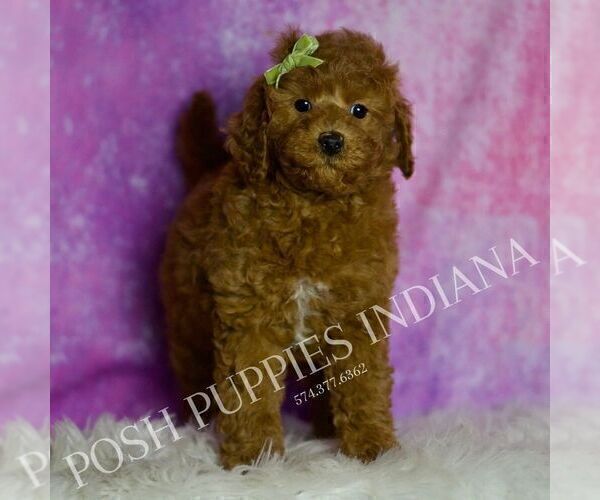 Medium Photo #4 Goldendoodle (Miniature) Puppy For Sale in WARSAW, IN, USA