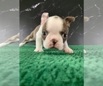 Small #1 Boston Terrier