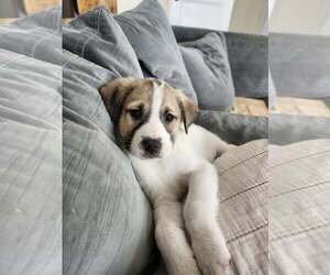 Great Pyrenees-Unknown Mix Dogs for adoption in pomfret, CT, USA