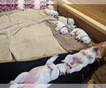 Small Photo #22 Labrador Retriever Puppy For Sale in LOGAN, UT, USA