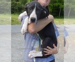Small Photo #27 Great Dane Puppy For Sale in SPRAGGS, PA, USA