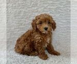 Small #2 Maltipoo