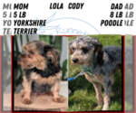 Small Photo #18 Yorkipoo Puppy For Sale in GOSHEN, IN, USA